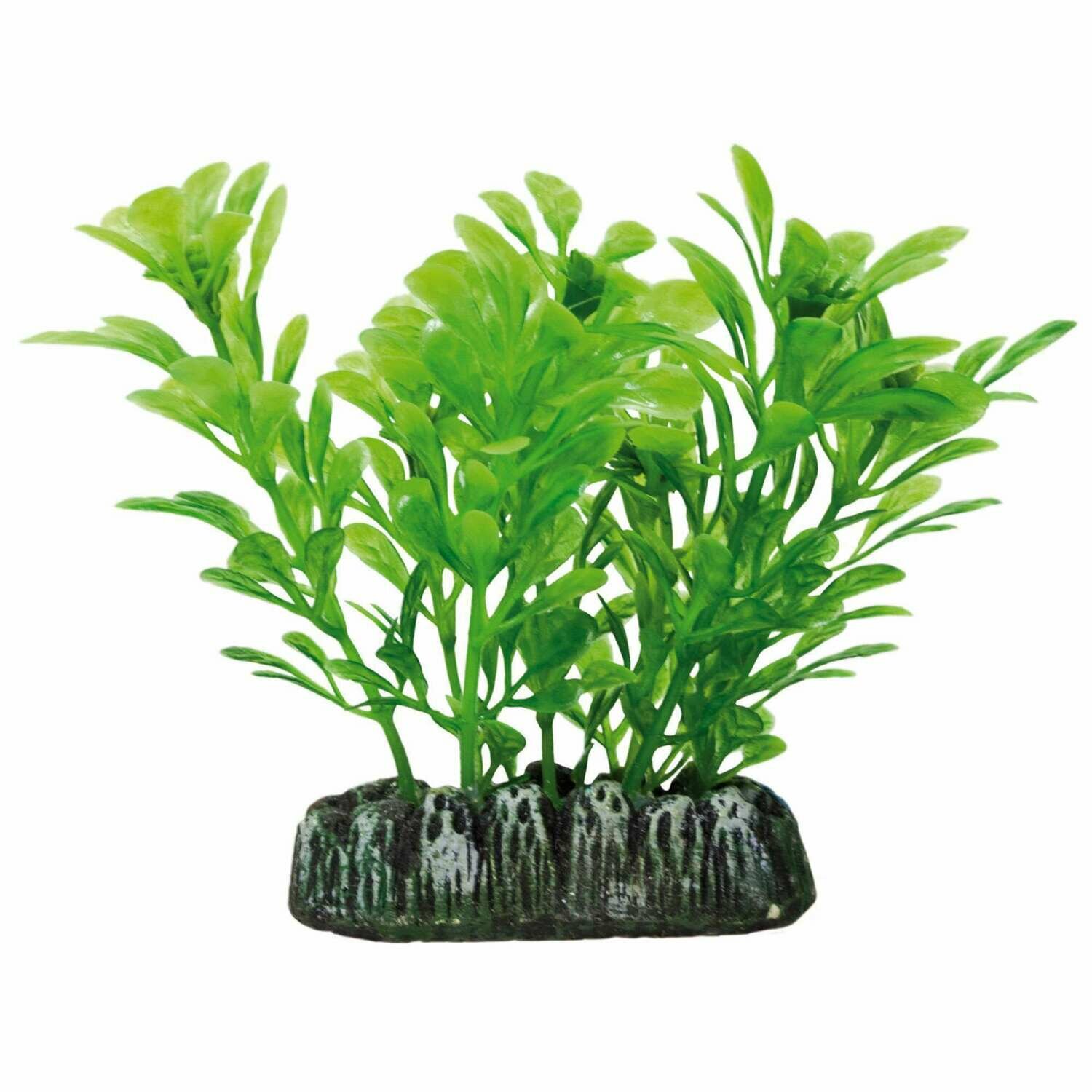 Samolus de AQUATIC PLANTS (PLÁSTICO)