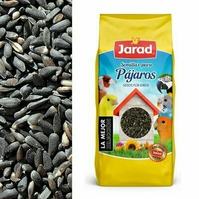 PIPA MACHO BABY JARAD