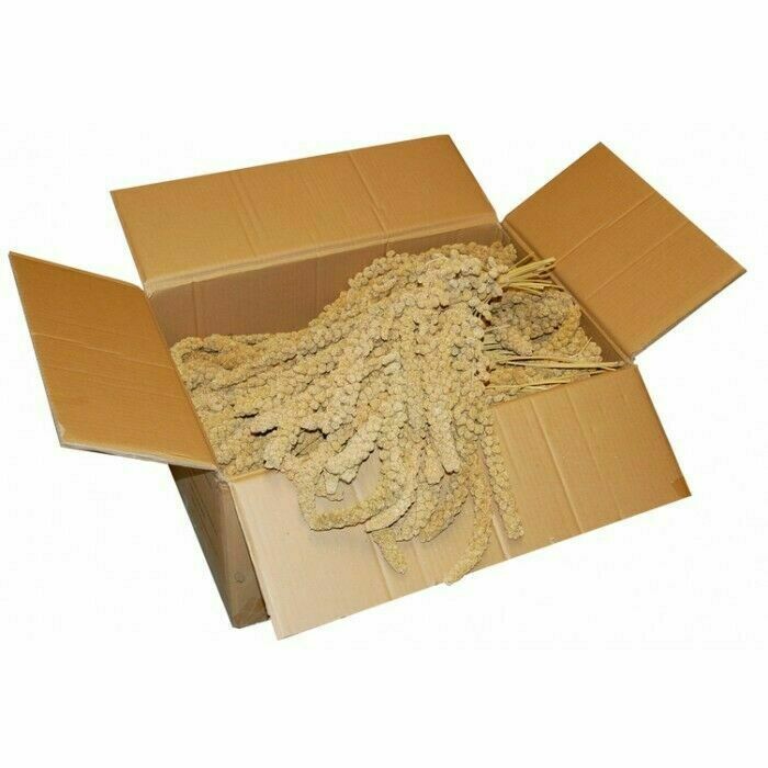 PANIZO EN ESPIGA FRANCES PARA AVES