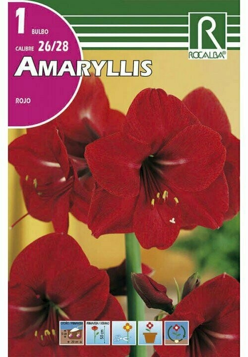 AMARYLLIS -ROJO