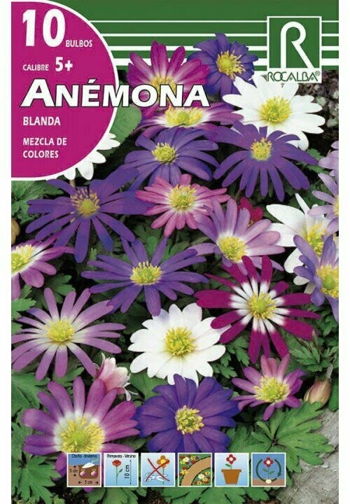 ANEMONAS BLANDA -MEZCLA DE COLORES