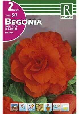 BULBOS BEGONIA DOBLES FLOR DE CAMELIA -NARANJA BULBOS DE PRIMAVERA