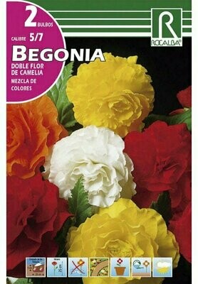 BULBOS BEGONIA DOBLES FLOR DE CAMELIA-MEZCLA DE COLORES BULBOS DE PRIMAVERA