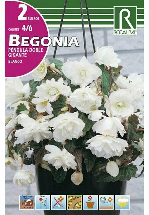 BULBOS BEGONIA PENDULA DOBLE GIGANTE -BLANCO BULBOS DE PRIMAVERA