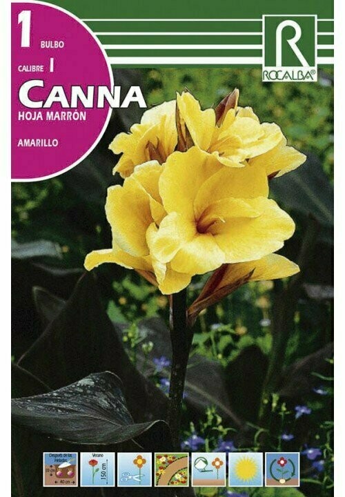BULBOS CANNAS -AMARILLO

 BULBOS DE PRIMAVERA