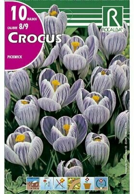 CROCUS PICKWICK -AZUL ESTRIADO DE BLANCO