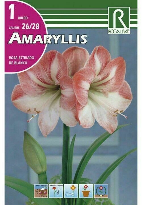 FLORES BULBOS AMARYLLIS -ROSA ESTRIADO DE BLANCO BULBOS DE PRIMAVERA