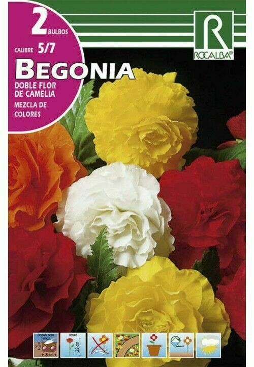 FLORES BULBOS BEGONIA DOBLES FLOR DE CAMELIA-MEZCLA DE COLORES