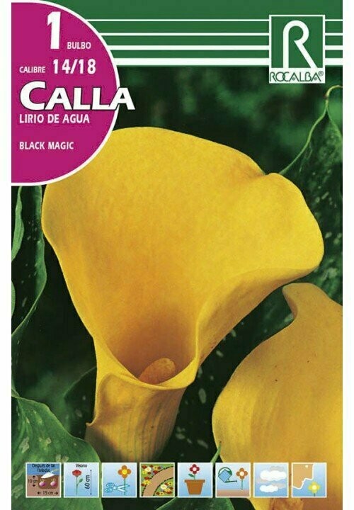 FLORES BULBOS CALLA BLACK MAGIC -AMARILLO