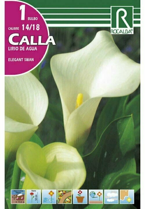FLORES BULBOS CALLA ELEGANT SWAN -BLANCO