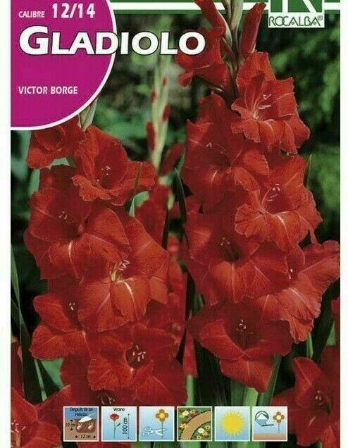 FLORES BULBOS GLADIOLO VICTOR BORGE -ROJO, MACULA BLANCA BULBOS DE PRIMAVERA FLORES BULBOS GLADIOLO VICTOR BORGE -ROJO, MACULA BLANCA BULBOS DE PRIMAVERA