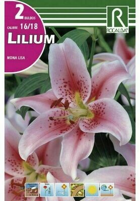 FLORES BULBOS LILIUM MONA LISA -LILA SUAVE, PUNTOS ROJOS BULBOS DE PRIMAVERA