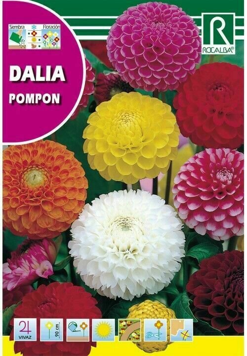 FLORES DALIA POMPON