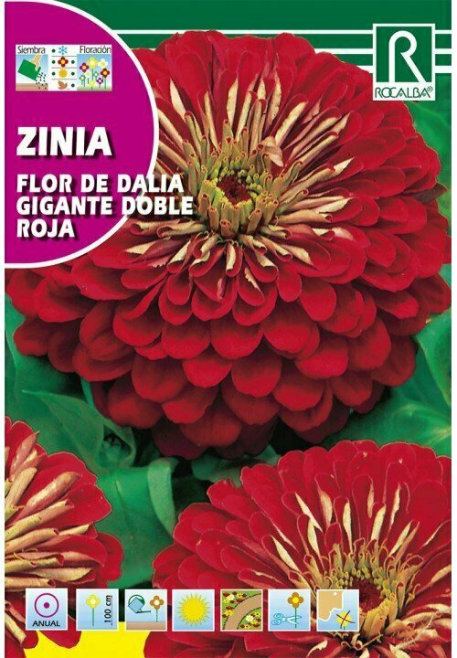 FLORES ZINIA FLOR DE DALIA GIGANTE DOBLE ROJA