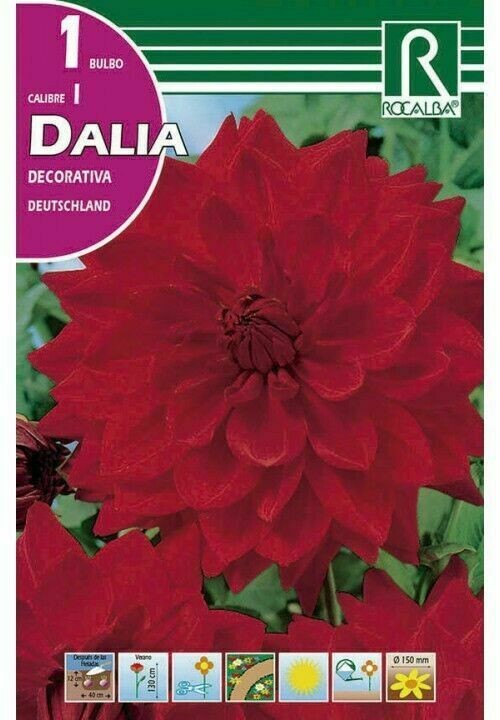 FLORES BULBOS DALIA DEUTSCHLAND -ROJO ESCARLATA BULBOS DE PRIMAVERA