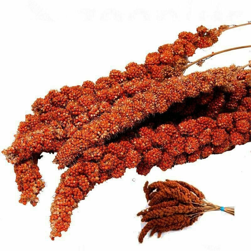 PANIZO EN ESPIGA ROJO PARA PAJAROS 500 GRS