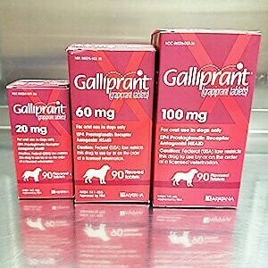 GALLIPRANT QUADRI ALIMENTO COMPLEMENTARIO PARA PERROS 20 MG