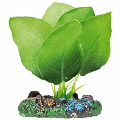 Anubias de AQUATIC PLANTS (SEDA)