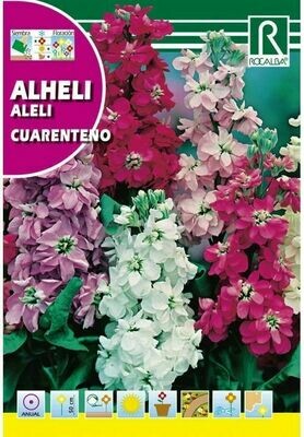 FLORES ALHELÍ CUARENTENO ANUAL DOBLE VARIADO
