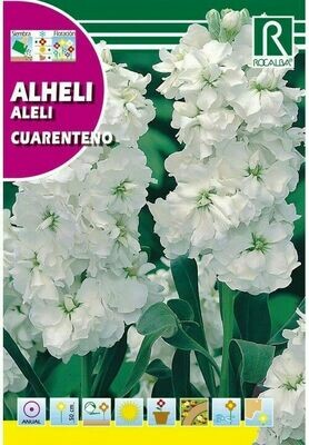 FLORES ALHELÍ CUARENTENO ANUAL DOBLE BLANCO