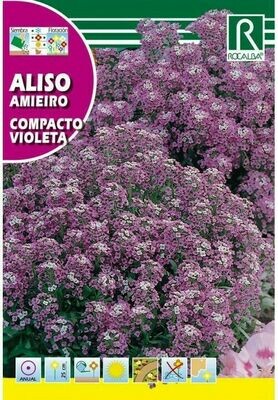 FLORES ALISO COMPACTO VIOLETA