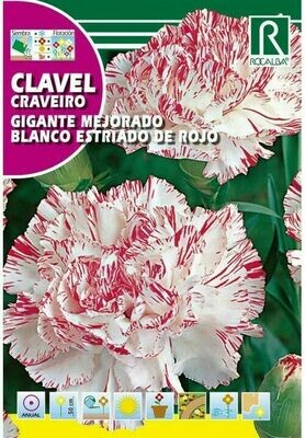 FLORES CLAVEL GIGANTE MEJORADO BLANCO ESTRIADO DE ROJO
