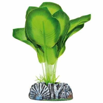 Aglaonema de AQUATIC PLANTS (SEDA) Aglaonema de AQUATIC PLANTS (SEDA)