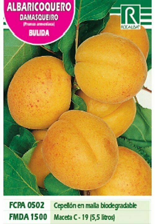 FRUTALES ALBARICOQUERO BULIDA -AMARILLO ROJIZO-