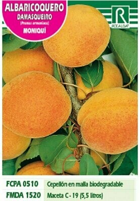 FRUTALES ALBARICOQUERO MONIQUI -naranja- FRUTALES ALBARICOQUERO MONIQUI -naranja-