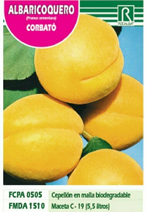 FRUTALES ALBARICOQUERO CORBATO-AMARILLO ARANJADO-