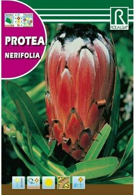 PROTEA NERIFOLIA