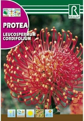 PROTEA LEUCOSPERMUM CORDIFOLIUM -ROJO