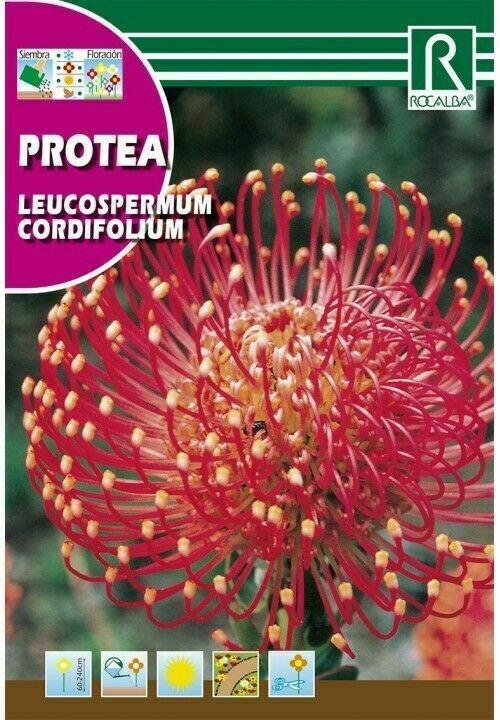 PROTEA LEUCOSPERMUM CORDIFOLIUM -ROJO