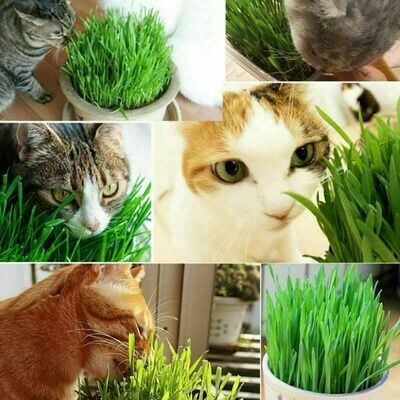 HIERBA PARA GATOS
