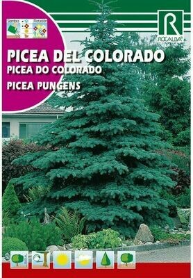 ARBOL PICEA DEL COLORADO