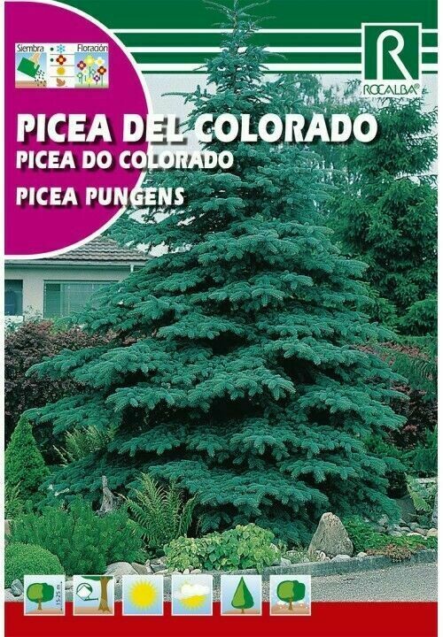 ARBOL PICEA DEL COLORADO
