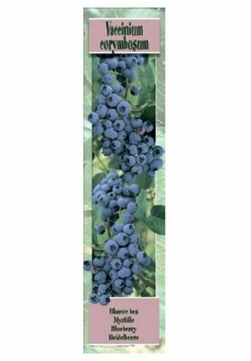 FRUTALES  BLUEBERRY -Arandano americano