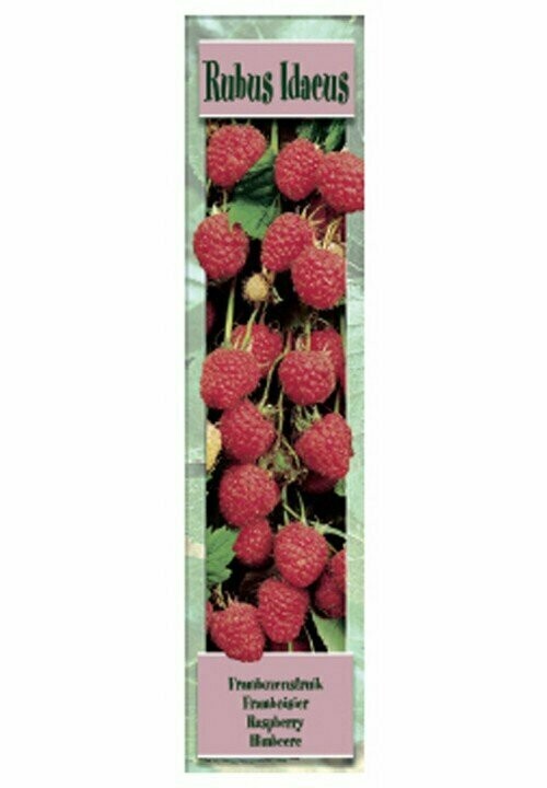 FRUTALES RUBUS IDAEUS -Frambueso Rojo