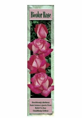 ROSALES BICOLOR ROSE -Rosa/blanco