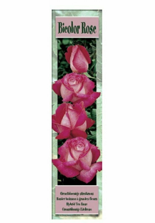 ROSALES BICOLOR ROSE -Rosa/blanco