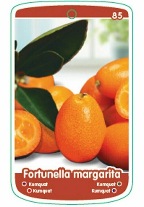 FRUTALES KUMQUAT