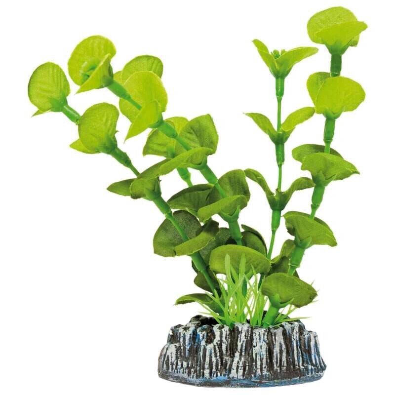 Ninfa de AQUATIC PLANTS (SEDA)