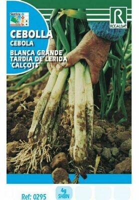 CEBOLLA BLANCA GRANDE T.LERIDA(CALÇOTS)