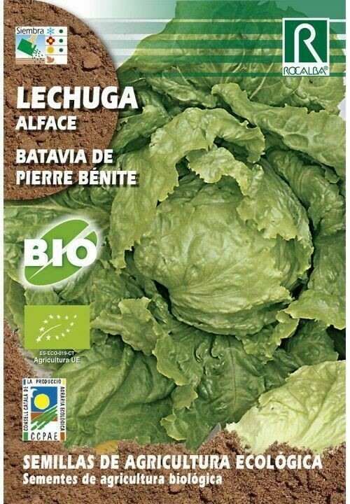 HORTALIZAS ECOLOGICAS LECHUGA BATAVIA DE PIERRE BENITE