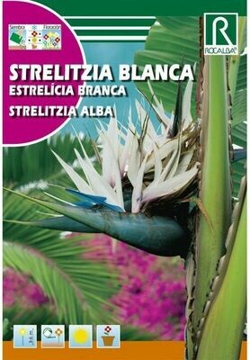 ARBOL STRELITZIA BLANCA