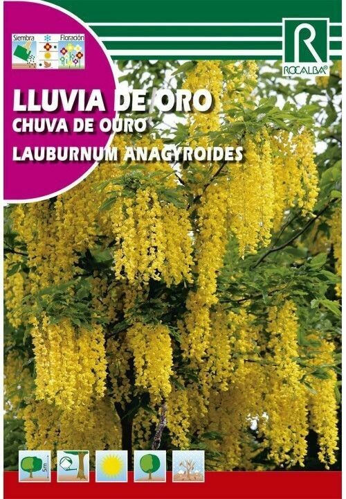 ARBOL LLUVIA DE ORO