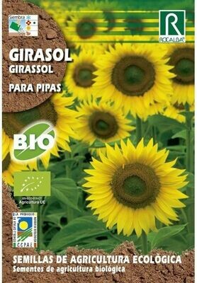 HORTALIZAS ECOLOGICAS GIRASOL PARA PIPAS
