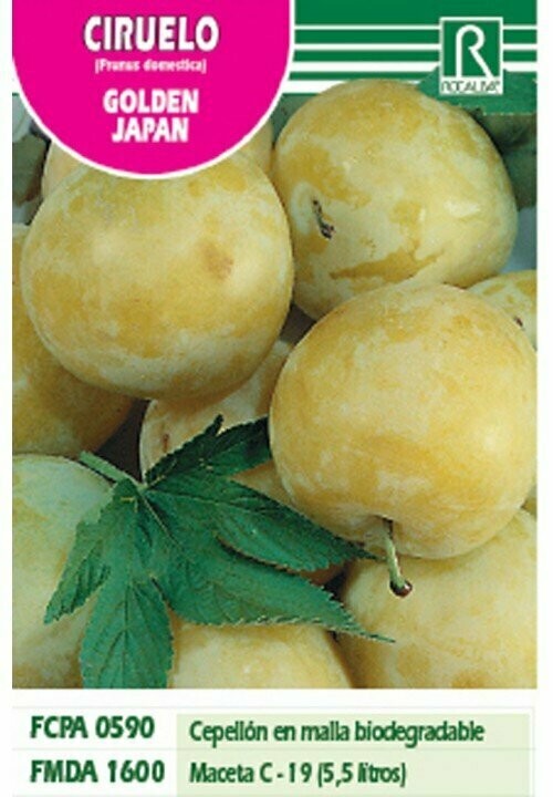 FRUTALES CIRUELO GOLDEN JAPAN -amarillo-