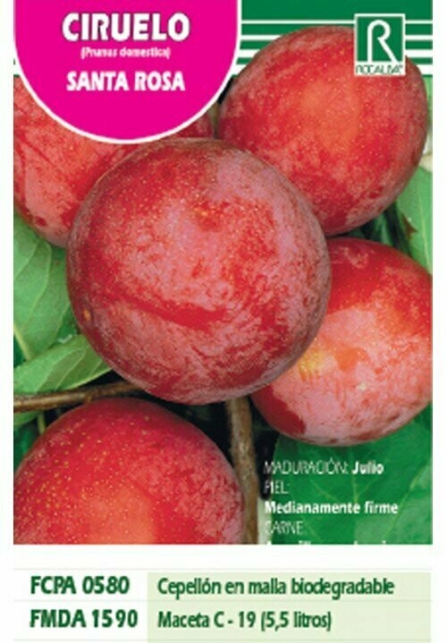 FRUTALES CIRUELO SANTA ROSA -ROJO VIOLACEO-