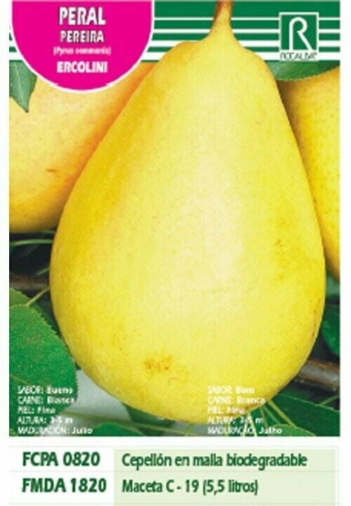 FRUTALES PERAL ERCOLINI -verde amarillo-